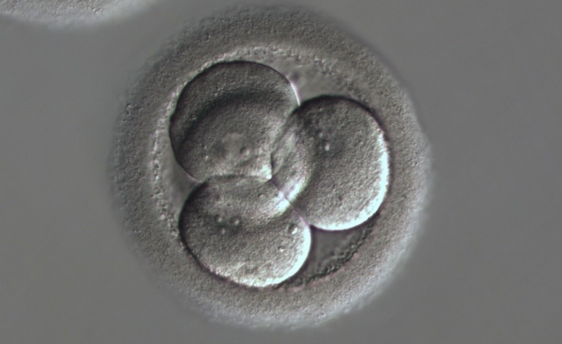    Cleavage stage embryo